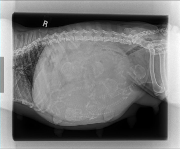 Xray of Panda and her 7 puppy skulls