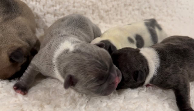 Picture of Panda and Spanky's first litter.